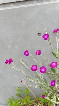 ピンクの花背景 ピンクの花背景の写真