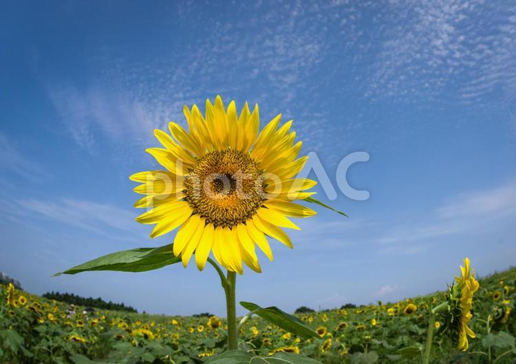 青空の下のヒマワリの花 ヒマワリ,ひまわり,花の写真素材