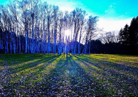晩秋　木の影 林,白樺林,夕日の写真素材