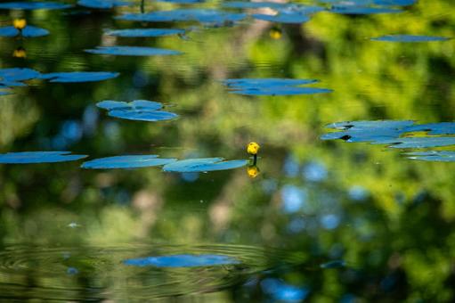 コウホネ咲く静かな大沼公園 コウホネ咲く静かな大沼公園 大沼,コウホネ,沼の写真素材