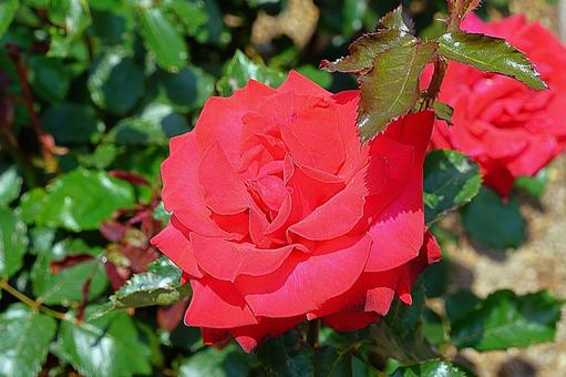 荒牧バラ園700　サラバンド 兵庫県,荒牧バラ園,バラの写真素材