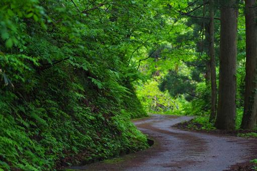 舗装された山道 山道,登山道,登山の写真素材
