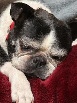 Nap dog, JPG Nap dog, JPG