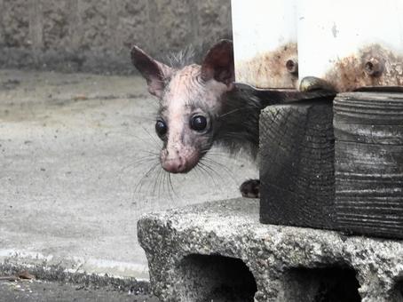 顔を出したハクビシンの子供 顔を出したハクビシンの子供の写真