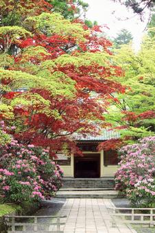 もみじ もみじ 背景,自然,木の写真素材