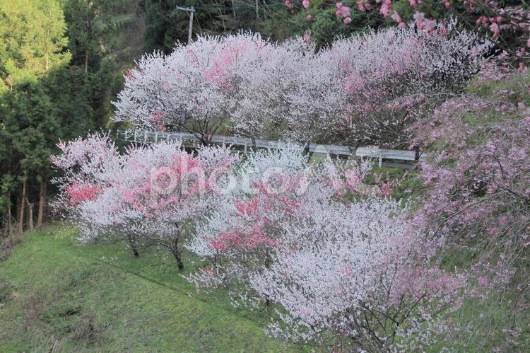 高知県長屋大橋から見た桜並木 桜並木,桜,満開の写真素材
