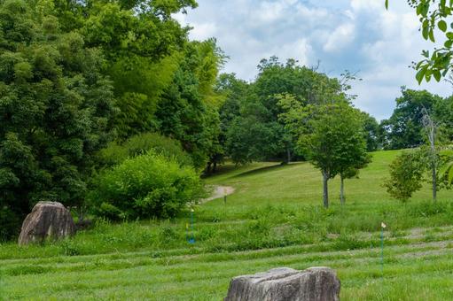 緑広がる初夏の公園風景 公園,緑,風景の写真素材