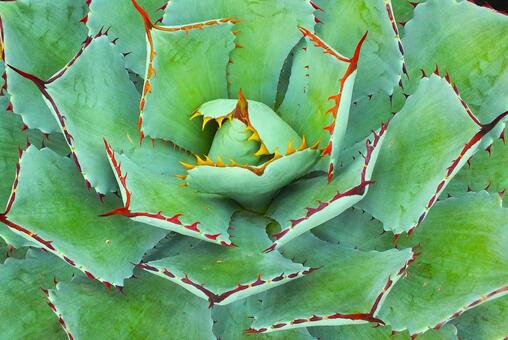 多肉植物 多肉植物,アガベ,グリーンの写真素材