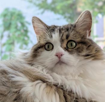 見つめる猫をアップ 猫,動物,ねこの写真素材