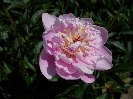 公園の植え込みに咲くピンク色のシャクヤク 公園の植え込みに咲くピンク色のシャクヤク シャクヤク,花,植物の写真素材