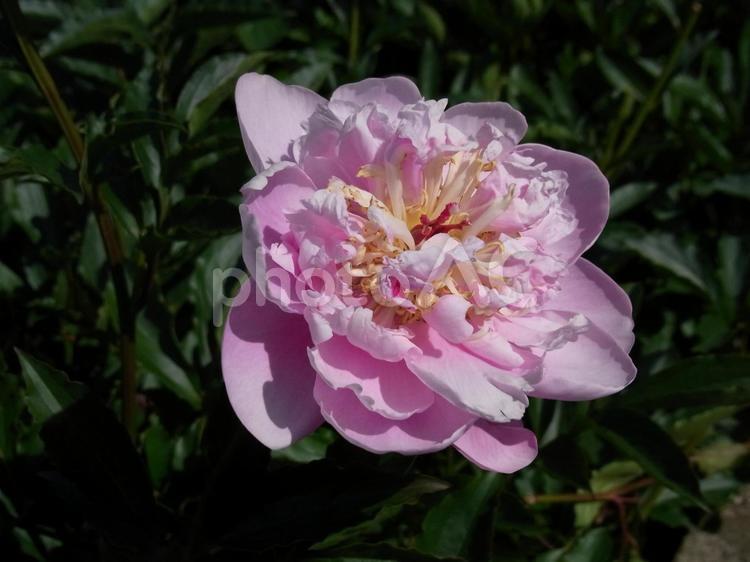 公園の植え込みに咲くピンク色のシャクヤク シャクヤク,花,植物の写真素材