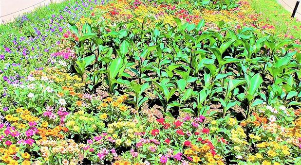 お花畑 お花畑の写真