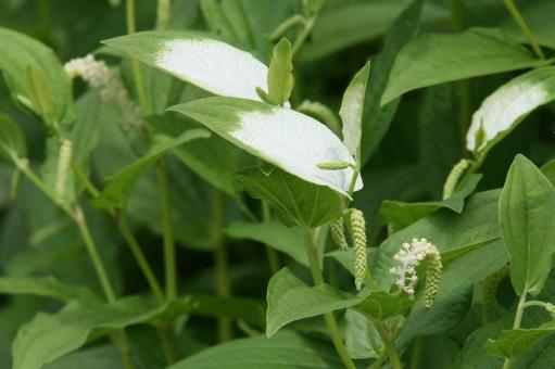 ハンゲショウ・半夏生のマクロ写真 水辺群生,涼しげ,葉の付け根の写真素材