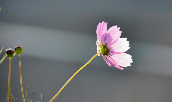 最後に残ったコスモス 花,アキザクラ,秋桜の写真素材