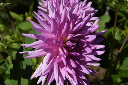 紫竹ガーデン 紫竹ガーデンの写真