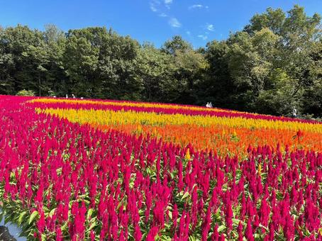 森林公園のケイトウ 森林公園のケイトウ ケイトウ,森林公園,埼玉県の写真素材
