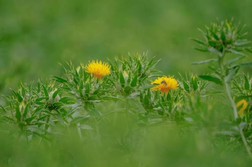 Photo, early summer, flower, safflower, 