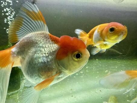 金魚のイメージ素材 金魚,生き物,魚の写真素材