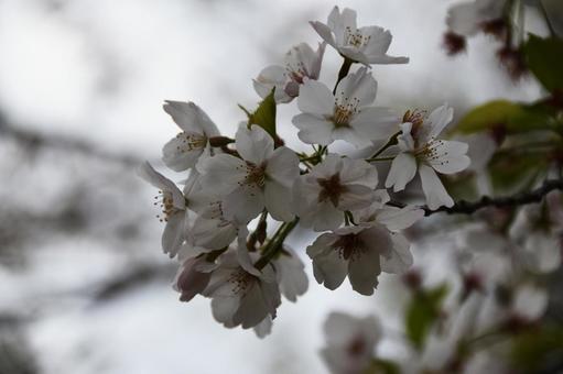 桜（染井吉野・ソメイヨシノ） 桜,染井吉野,花見の写真素材