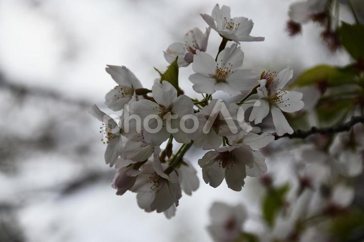 桜（染井吉野・ソメイヨシノ） 桜,染井吉野,花見の写真素材