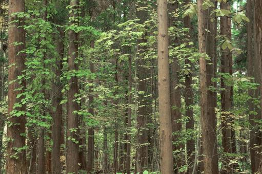 森の風景 森,林,立木の写真素材