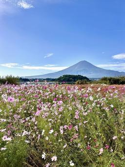 鮮やかなコスモスと富士山 鮮やかなコスモスと富士山 富士山,コスモス,秋桜の写真素材