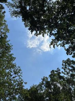 夏 空イメージ 夏 空イメージ 夏,空,青空の写真素材