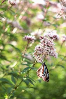 アサギマダラ アサギマダラ,蝶,蝶々の写真素材