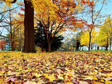 秋色の絨毯 秋色の絨毯 秋,秋景色,紅葉の写真素材