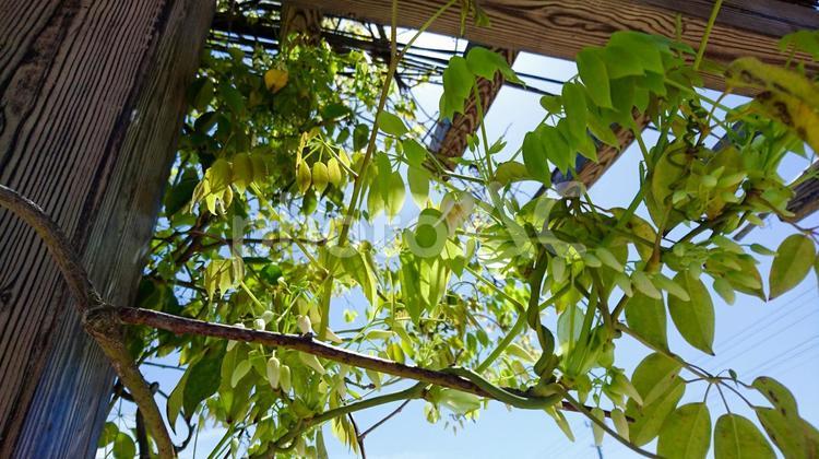 木の柱と緑2 つた,つる,クリーンの写真素材