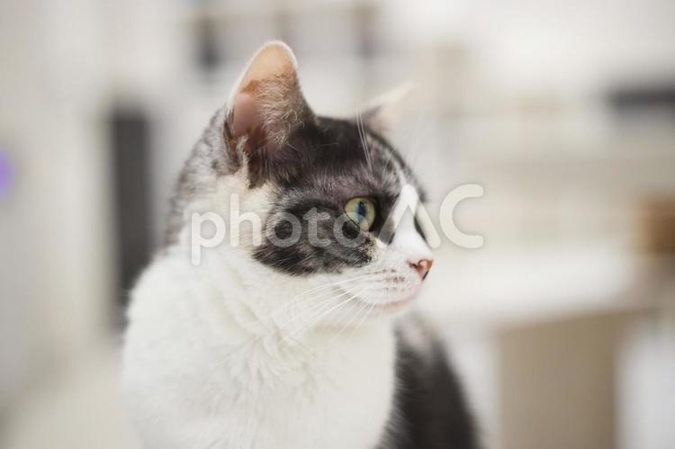 何かを見つめる白黒猫 猫,グレー,白黒の写真素材