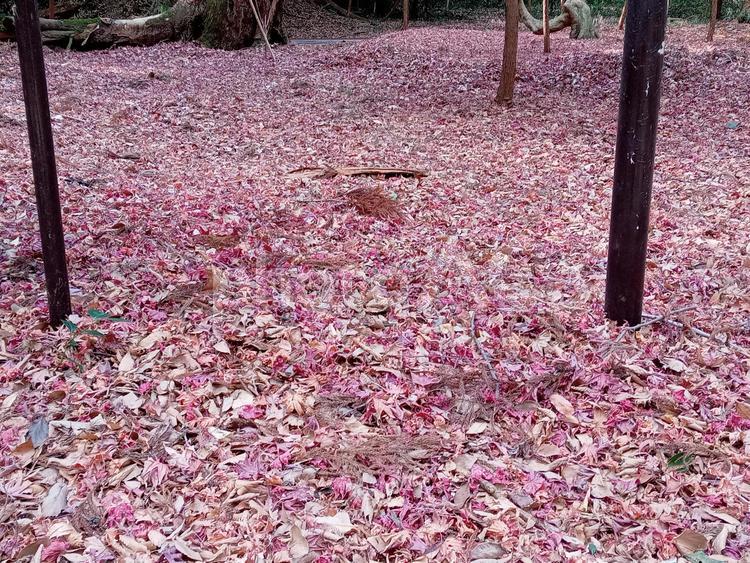 もみじの絨毯 もみじ,絨毯,秋の写真素材