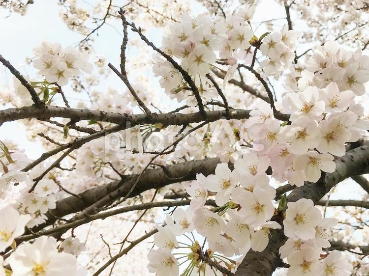 桜　小金井公園 桜,ソメイヨシノ,小金井公園の写真素材