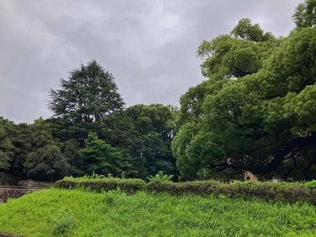 曇天と新緑のコントラスト 曇天と新緑のコントラスト 自然,緑,公園の写真素材