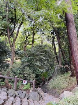 有栖川宮記念公園 有栖川宮記念公園 有栖川宮記念公園,広尾,梅林の写真素材