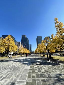 銀杏並木 銀杏,並木,行幸通りの写真素材