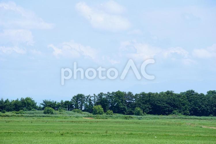 田舎の田んぼ風景 田舎,田んぼ,風景の写真素材