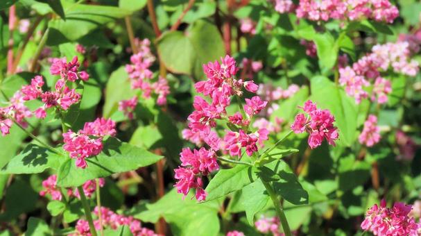 信州の秋 赤い花のソバ畑 信州の秋 赤い花のソバ畑 蕎麦畑,花,秋の写真素材