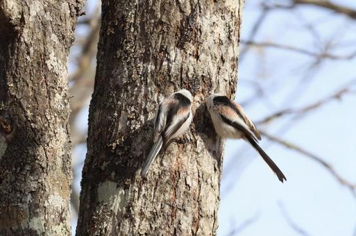 仲良しシマエナガ シマエナガ,野鳥,バードウォッチングの写真素材