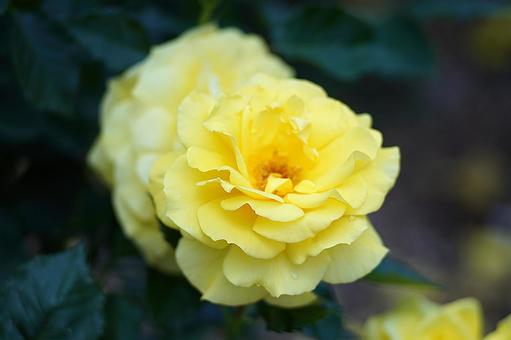 荒牧バラ園186 フリージア 荒牧バラ園186 フリージアの写真