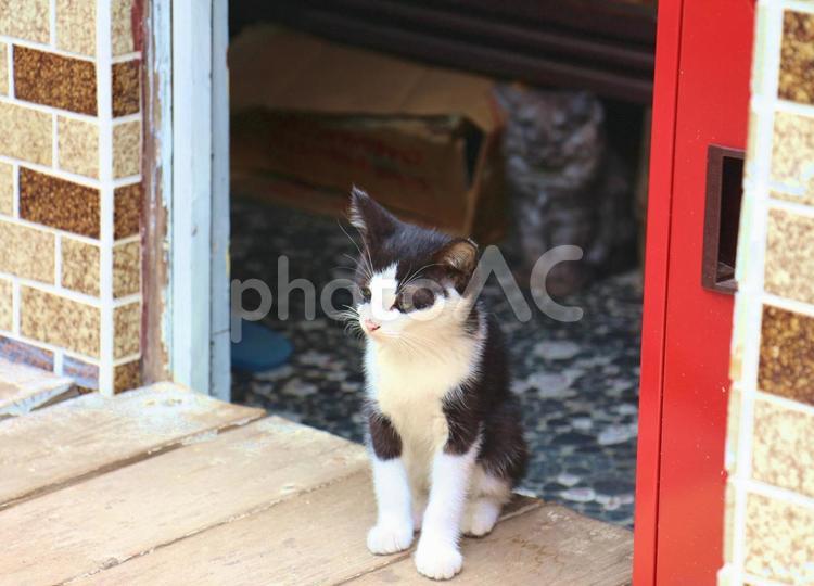 街を散歩する猫 猫,動物,街の写真素材