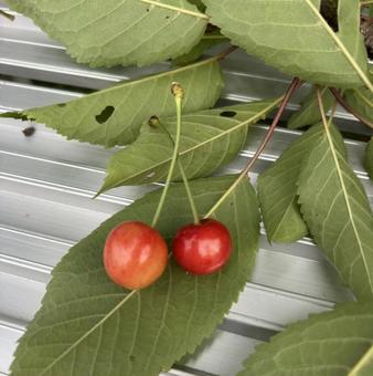 Cherries, JPG Cherries, JPG