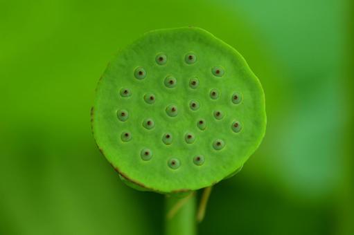 散った蓮の花托(正面) 散った蓮の花托(正面) 蓮,花托,種の写真素材