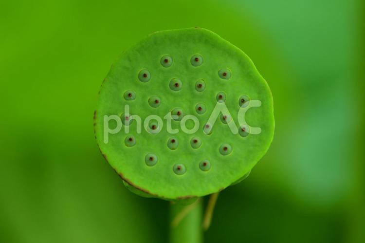 散った蓮の花托（正面） 蓮,花托,種の写真素材