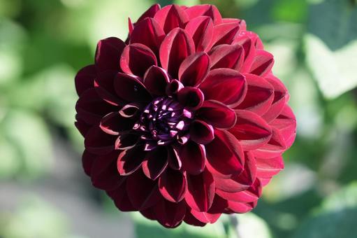 ダリア（ナイトパール）の写真