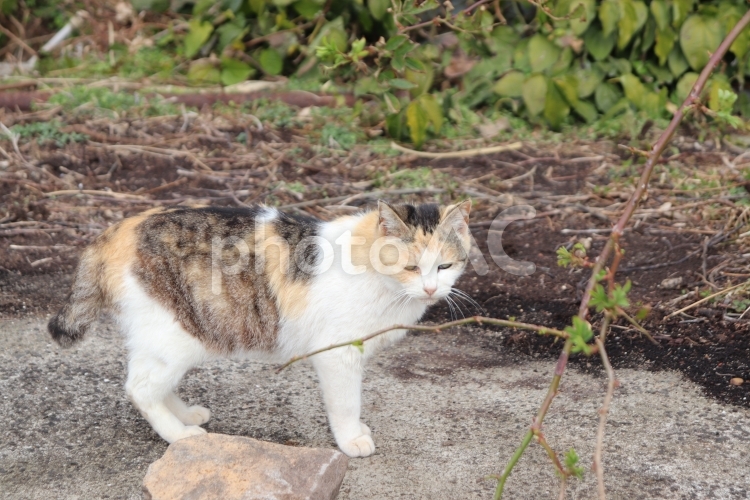 止まってこっちを見る野良猫 野良猫,こっちを見る,立ち止まるの写真素材
