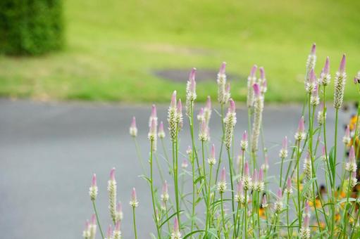 公園で咲く柔らかなピンクの花 公園で咲く柔らかなピンクの花 ピンクの花,公園,花畑の写真素材