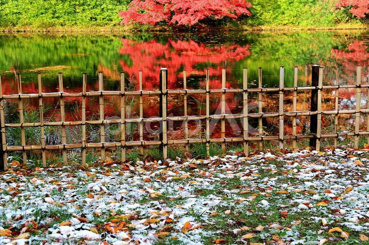 雪化粧 紅葉,秋,葉の写真素材