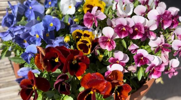 カラフルなお花 カラフルなお花の写真