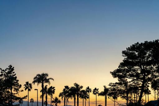 夕暮れの空と木のシルエットと夕焼け 夕焼け,夕日,夕方の写真素材